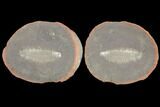 Fossil Worm (Fossundecima) Pos/Neg - Illinois #120949-2